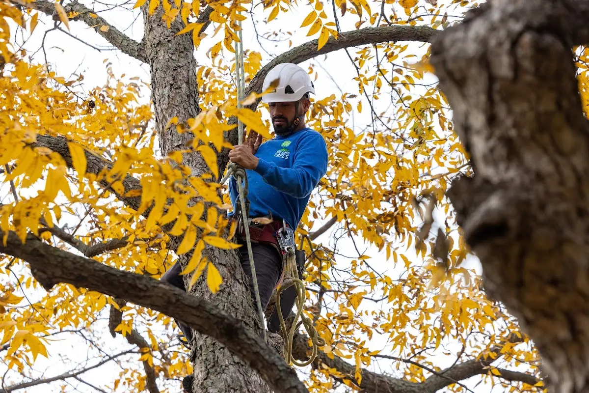Skilled Tree Planing crew working in Billings