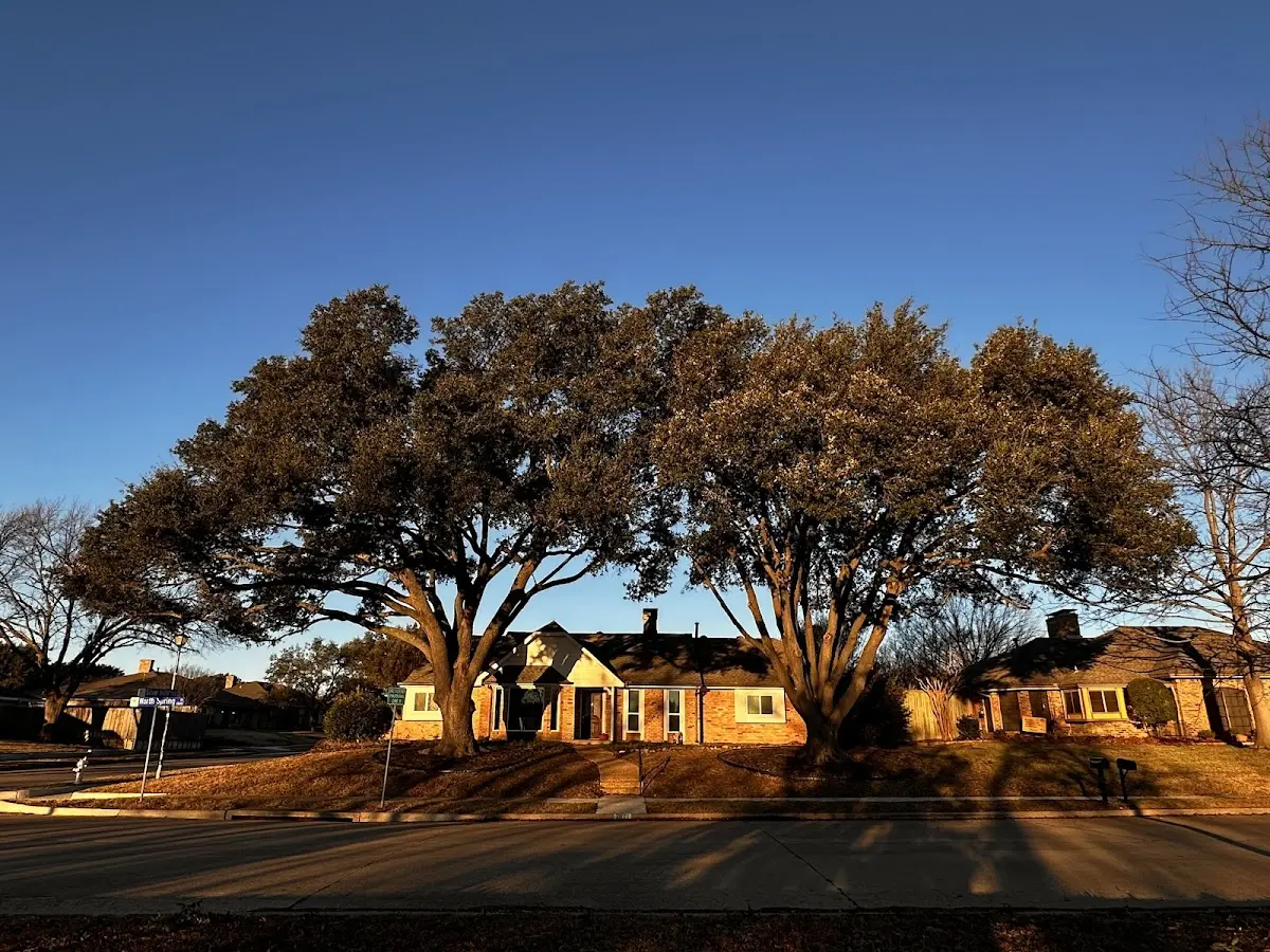 Established residential canopy tree shading a home in Billings